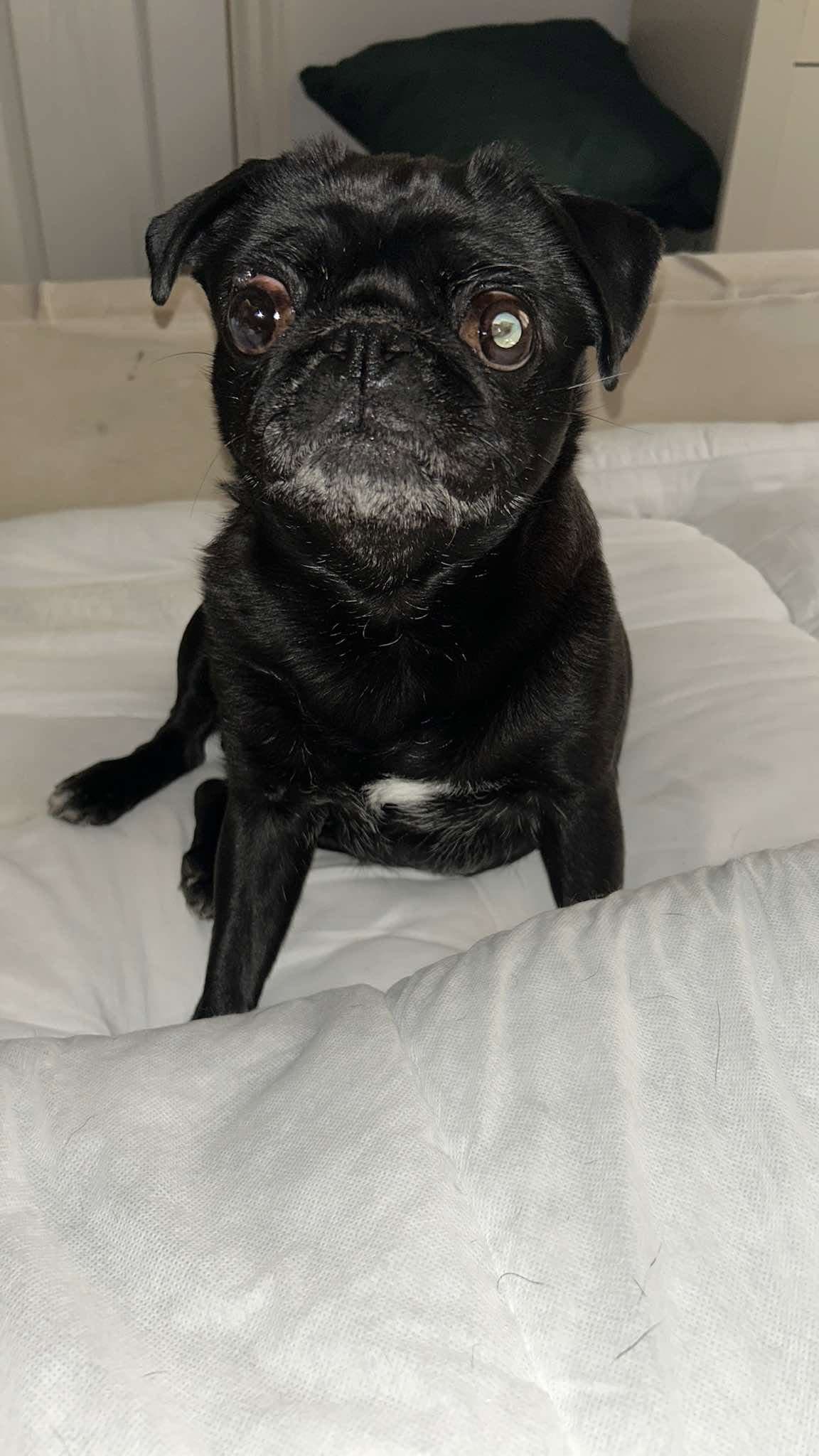 A black pug sitting on a bed, looking up at the camera