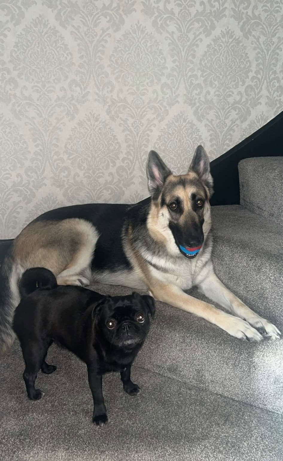 A German Shepherd and a black pug relaxing together on the stairs at home